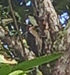 Melanerpes pucherani