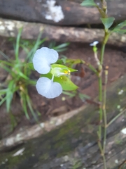 Commelina erecta image