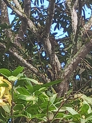 Melanerpes pucherani