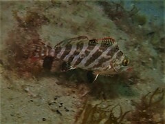 Goniistius rubrolabiatus