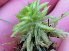 Sphagnum denticulatum