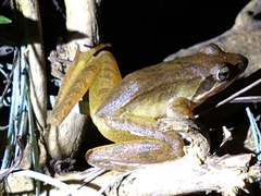 Rana longicrus