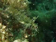 Helcogramma decurrens