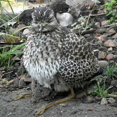 Burhinus capensis capensis