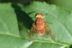 Chrysopilus quadratus