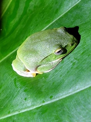 Zhangixalus taipeianus