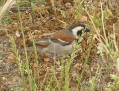 Passer melanurus melanurus