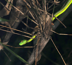 Trimeresurus popeiorum
