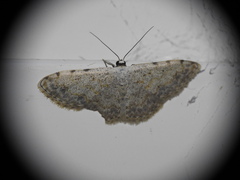 Scopula submutata