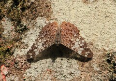 Hamadryas fornax