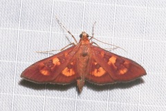 Prenesta scyllalis