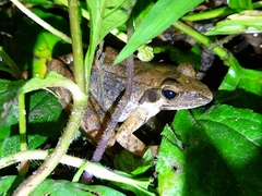 Rana longicrus