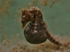 Hippocampus breviceps