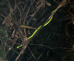 Trimeresurus popeiorum
