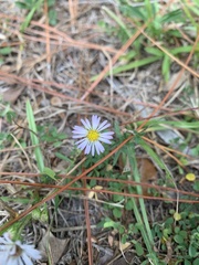 Symphyotrichum walteri