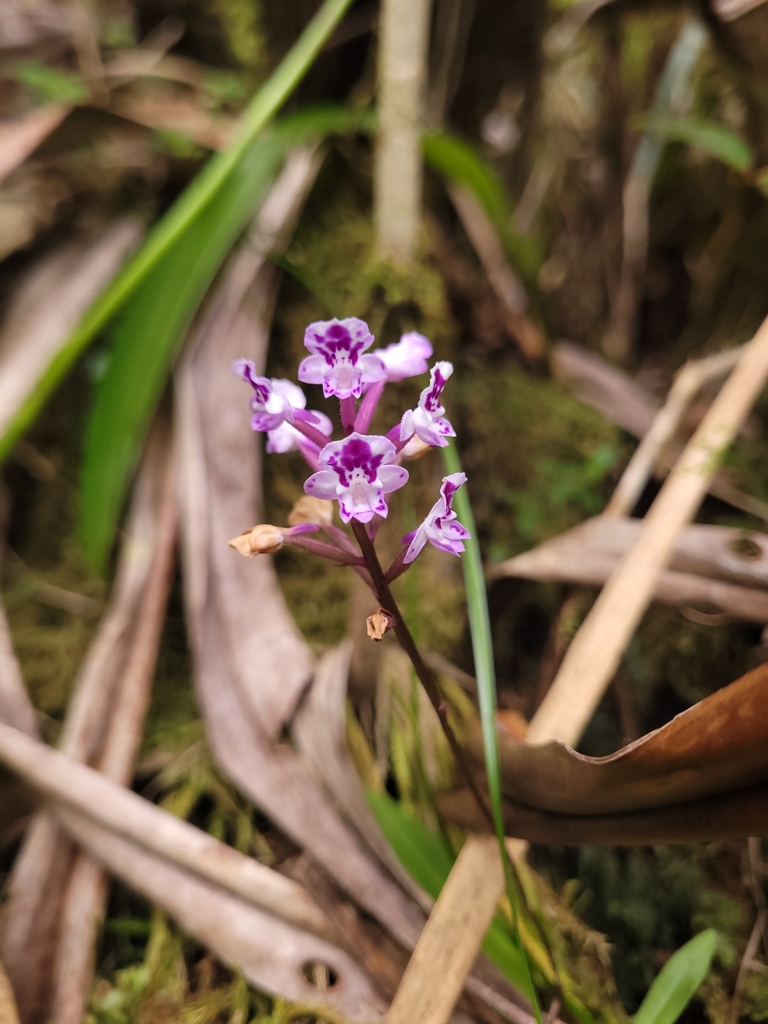 Cynorkis squamosa
