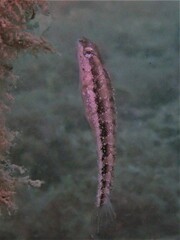Petroscirtes breviceps