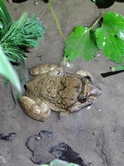 Limnonectes fujianensis