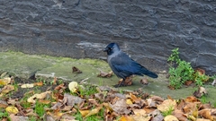 Corvus monedula