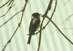Empidonax atriceps