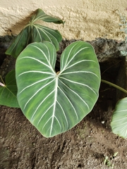 Philodendron gloriosum