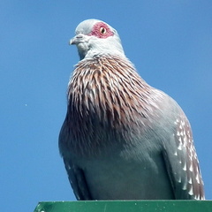 Columba guinea phaeonota