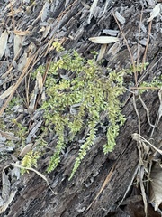 Callicladium imponens