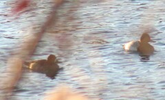Aythya affinis