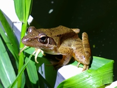 Rana longicrus