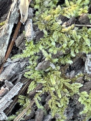 Callicladium imponens