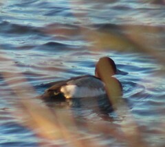 Aythya affinis