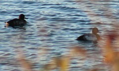 Aythya affinis