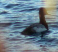 Aythya affinis