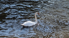 Cygnus olor