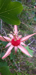 Passiflora aurantia