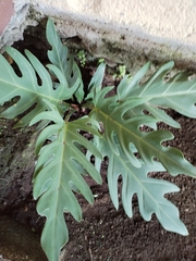 Thaumatophyllum xanadu