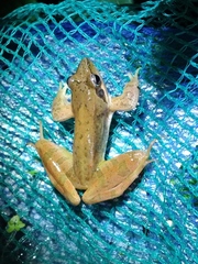 Rana longicrus