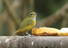 Euphonia pectoralis