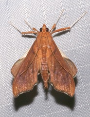 Anarmodia nebulosalis