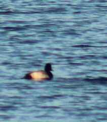 Aythya affinis