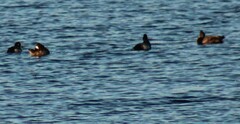 Aythya affinis