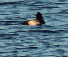 Aythya affinis
