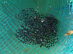 Rana longicrus