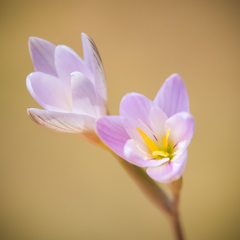 Hesperantha schelpeana