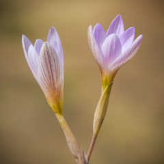 Hesperantha schelpeana