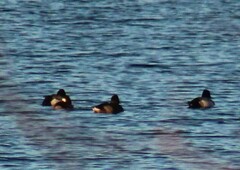 Aythya affinis
