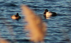Aythya affinis
