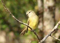 Phyllomyias fasciatus