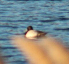 Aythya affinis
