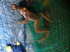 Rana longicrus